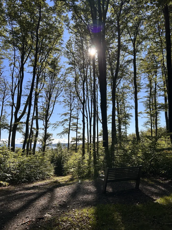 Utsikt i Bøkeskogen. Foto: Larvik bibliotek