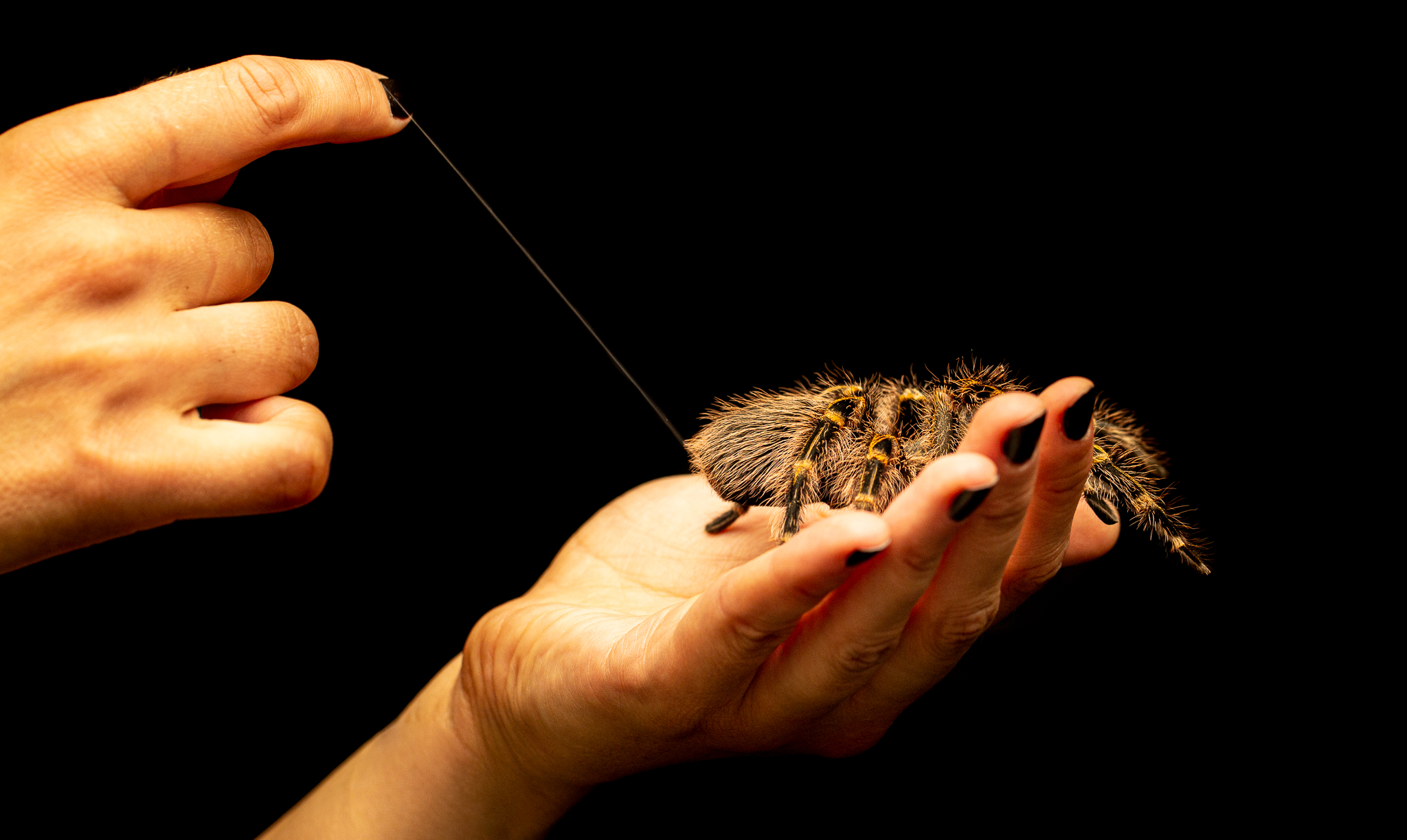 En stor edderkopp ligger i handa til en kvinne. Vi ser kun hendene hennes. Og en tynn tråd fra den ene handa over til edderkoppen i den andre. Foto