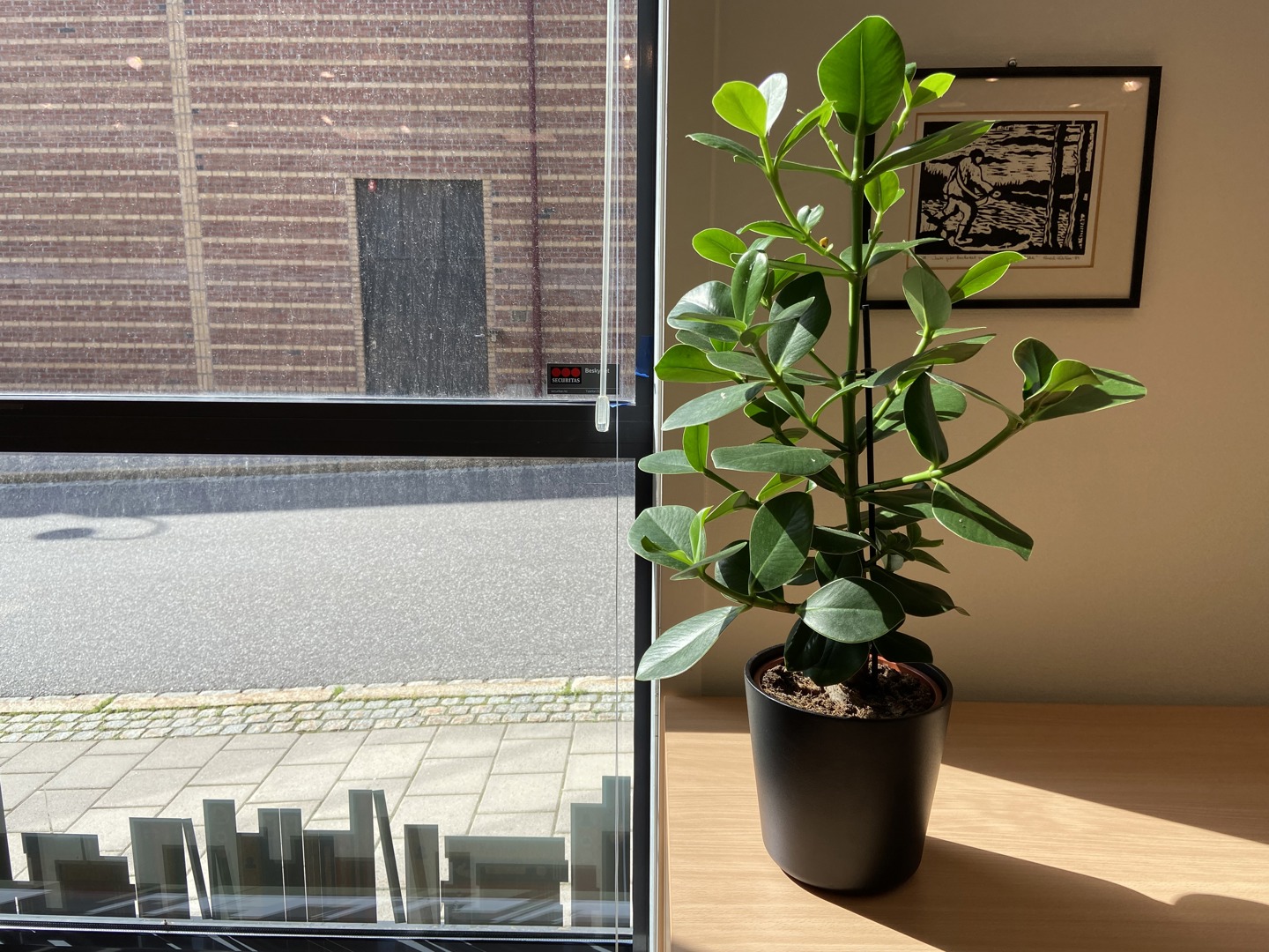 Potteplante foran vinduet. Foto