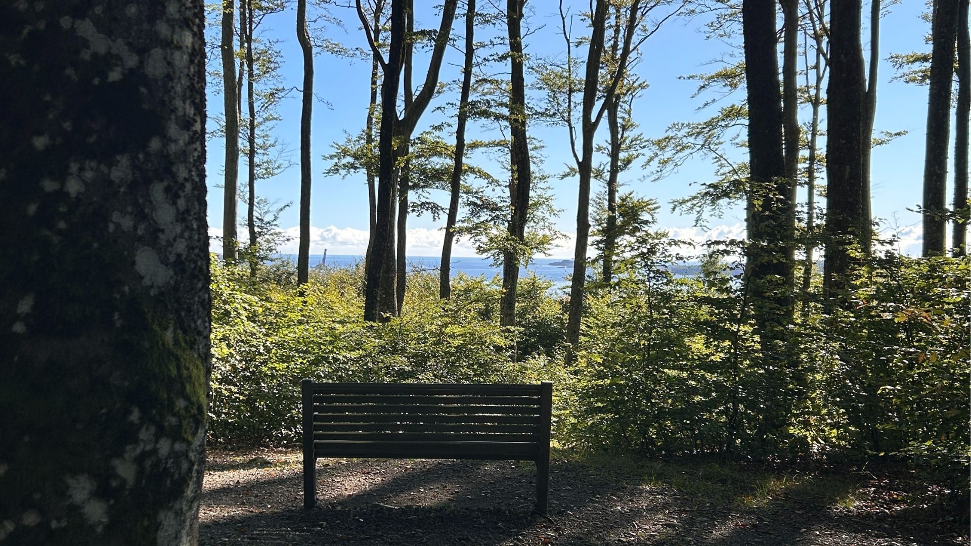 Bøkeskogen med stor B