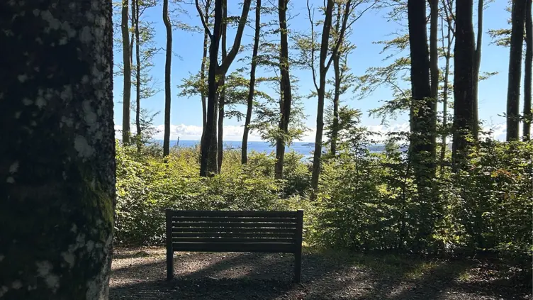Bøkeskogen med stor B