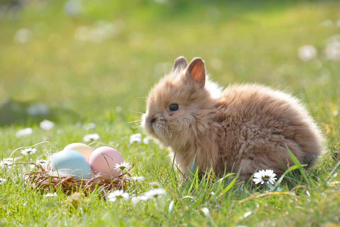 En liten hareunge sitter i gresset ved siden av en liten kurv med tre egg i pastellfarger. Foto fra Pixabay